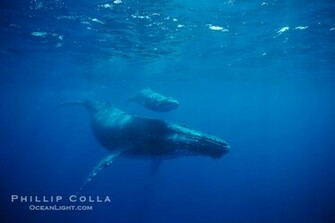 Beluga Whale Wallpaper Weddingdressin