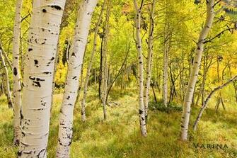 Photography By Varina Featured Aspen Glen