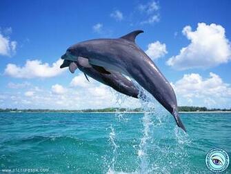 Url Picturespk Dolphin Wallpaper Html