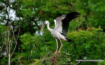 Wide Screen Animal Wallpaper Screensavers And Background