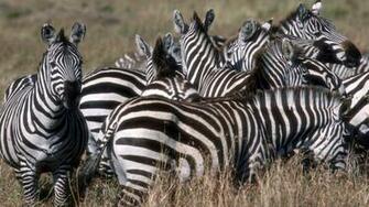Zebras Wallpaper