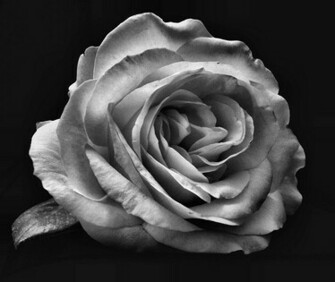 Black White Rose Jpg Photos