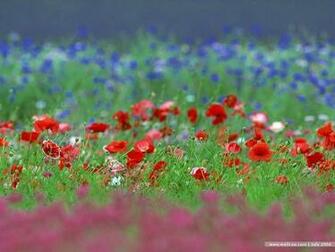Wallpaper 0ez071 Wallcoo Poppy Flower 0ga44