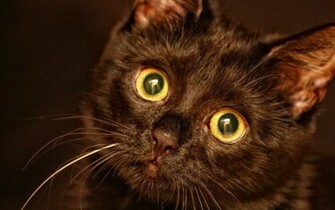 Evil Eye Cat Wallpaper