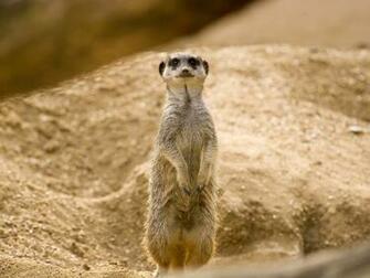 Meerkats Wallpaper Fun Animals Wiki Videos Pictures