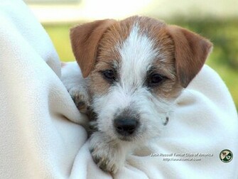 Jack Russell Terrier Jrtca Wallpaper