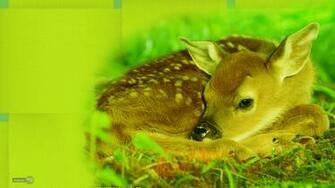 Wallpaper Background Deer For Desktop