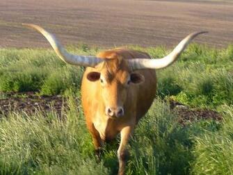 Longhorn Bull Head Trophy Steer