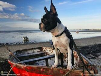 Dog Desktop Wallpaper Image In High Definition HD Conancam