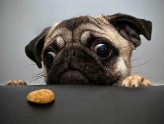 That Offers Pug Desktop Wallpaper For Is