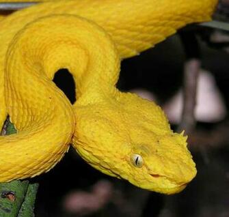Gallery Eyelash Viper Venom