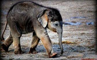 Wallpaper Animals Elephants Baby Elephant HD