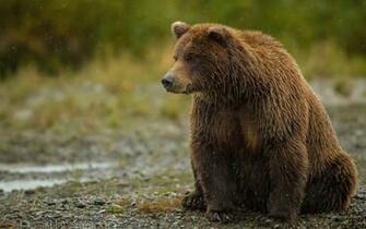 Grizzly Bear Background