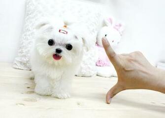 Teacup Maltese Dogs Full Grown Image Search Results