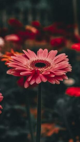 Wallpaper Gerbera Flower Stem iPhone 6s