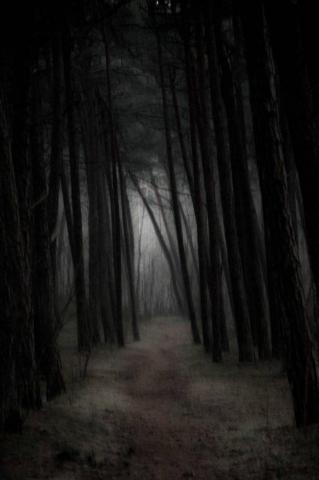 Gloomy Mist Forest Wallpaper HD Desktop And Mobile Background