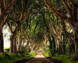 The Dark Hedges Northern Ireland Wallpaper