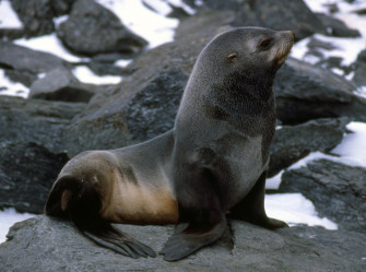 Southern Or Antarctic Fur Seal Picture Wallpaper