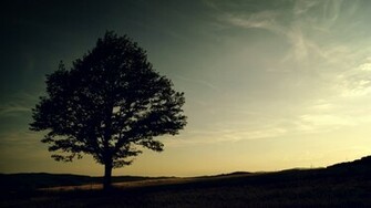 Wallpaper Background Amazing Background Alone Tree