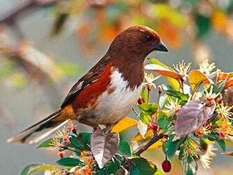 Rufous Sided Towhee Flowers Wallpaper Birds