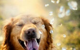 Golden Retriever Wallpaper Desktop 3tmwi8q Px
