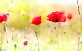 Poppy Flowers Wallpaper HD