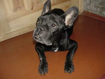Computer Wallpaper French Bulldog
