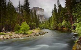 Youwall Forest River Wallpaper