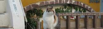 Cat In Santorini Image Wallpaperfusion By Binary Fortress