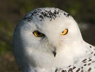 Owls Owl