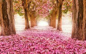 Spring Wallpaper Computer Image