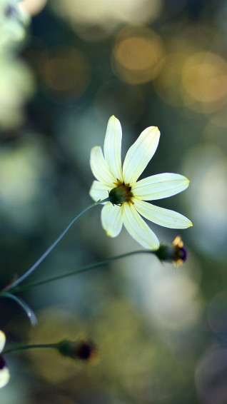 Wallpaper White Flower Petals Backlight Hazy UHD 4k Picture
