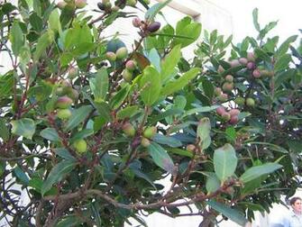 Persea Indica Wikipedia