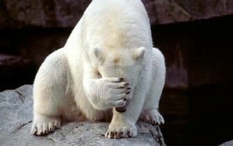 Funny Bear Wallpaper Desktop Animal