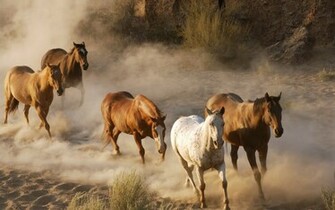 Running Horses Wallpaper Brown Horse For Desktop