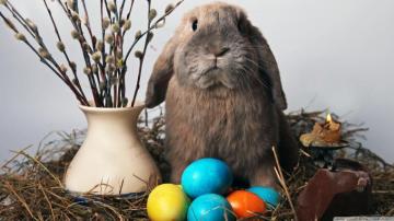 Easter Bunny Ultra HD Desktop Background Wallpaper For 4k UHD Tv