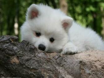 The Pomeranian Dog Desktop Wallpaper Pictures For Pc Mac