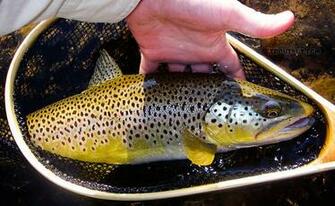 Brown Trout Wallpaper Catskill