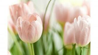 Top Pink 4k Tulips Wallpaper