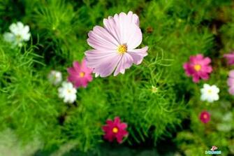 Flowers High Resolution Desktop Windows Wallpaper Gallery