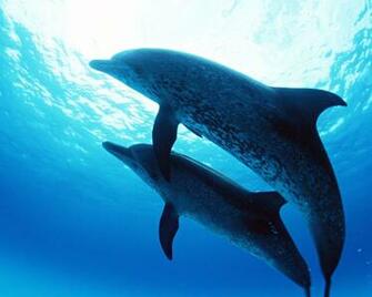 Dolphin Wallpaper For You All The Best