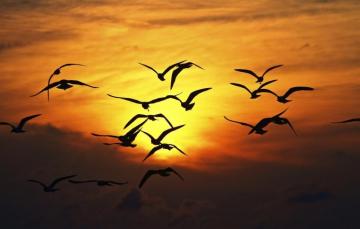 Wallpaper The Sky Dom Sun Flight Sunset Birds Nature