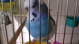 Animal Image HD Wild Animals Cute Wallpaper