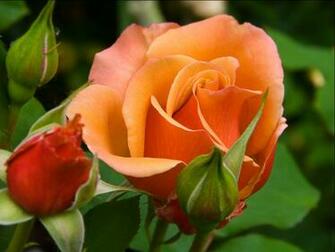 Roses Image Beautiful Color Wallpaper Photos