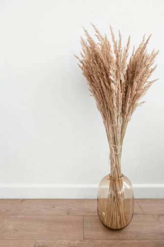 Pampas Grass Wallpaper