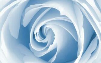 Miscellaneous Baby Blue Rose Desktop Wallpaper Nr By Maf04