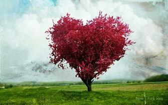 Most Beautiful Heart Wallpaper