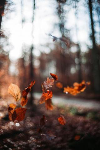 Amazing Fall Wallpaper For iPhone