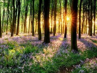 Spring Grass On Sunset 4k Ultra HD Wallpaper Net