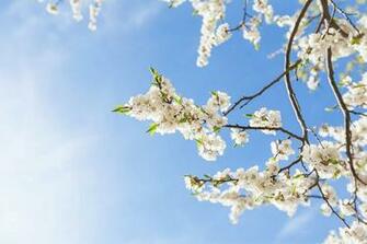 Springtime Background Image Photograph By Anna Matveeva
